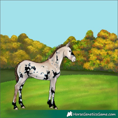 Horse Color:White Spotted Grullo Pearl Onyx 