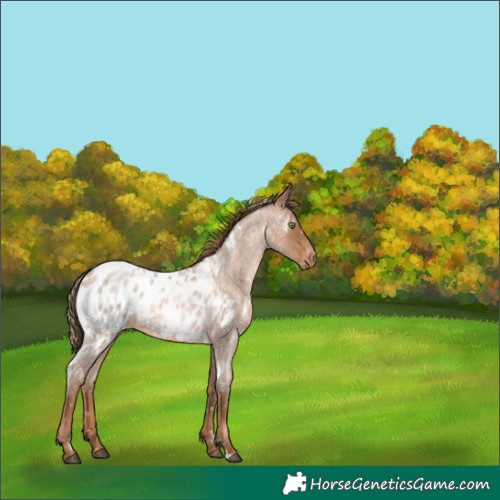 Horse Color:White Spotted Liver Red Roan Pearl Appaloosa Rabicano
