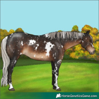 Horse Color:Gray White Spotted Silver Brown Appaloosa
