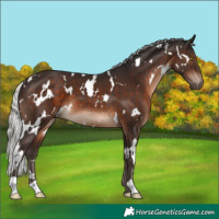 Horse Color:White Spotted Silver Brown