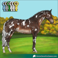 Horse Color:White Spotted Silver Brown