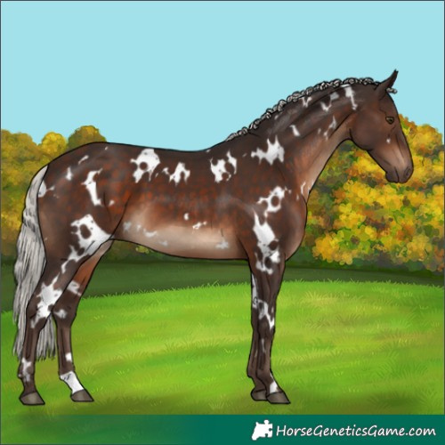 Horse Color:White Spotted Silver Brown 
