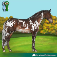Horse Color:White Spotted Silver Brown