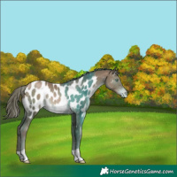 Horse Color:Chocolate Brown Pearl Near Leopard Rabicano 