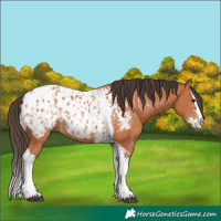 Horse Color:Bay Splash Tobiano Appaloosa and Bay Splash Tobiano Appaloosa