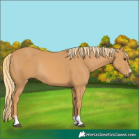 Horse Color:Chestnut Rabicano 