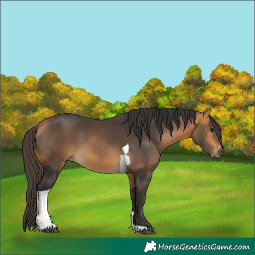 Horse Color:Buckskin Tobiano 
