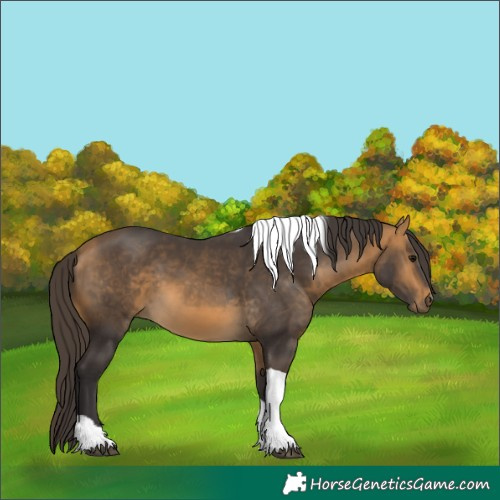 Horse Color:Buckskin Tobiano 