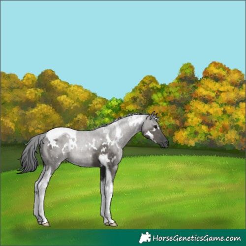 Horse Color:White Spotted Grullo Tobiano Rabicano 