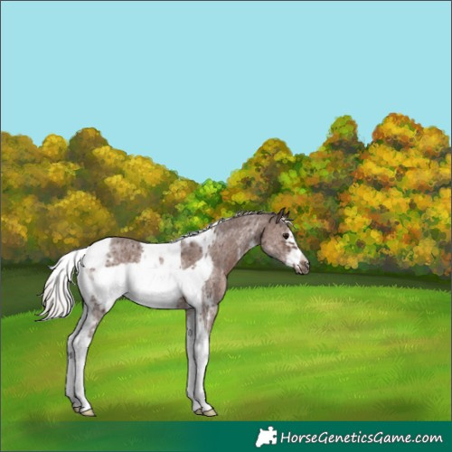 Horse Color:Silver Black Sabino Tobiano Frame Rabicano