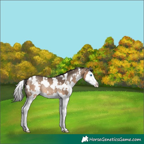 Horse Color:White Spotted Brown Dun Splash Rabicano 
