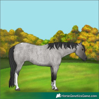 Horse Color:Grullo Roan Tobiano 