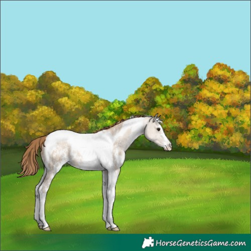 Horse Color:Grullo Pearl Sabino Tobiano Rabicano