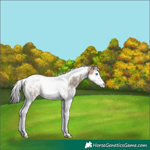 Horse Color:Brown Dun Sabino Splash Tobiano Rabicano 