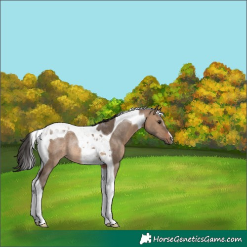 Horse Color:Brown Dun Tobiano Rabicano