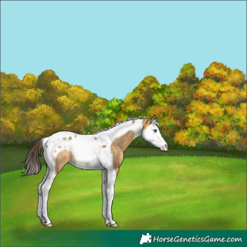 Horse Color:Buckskin Dun Splash Tobiano Rabicano 