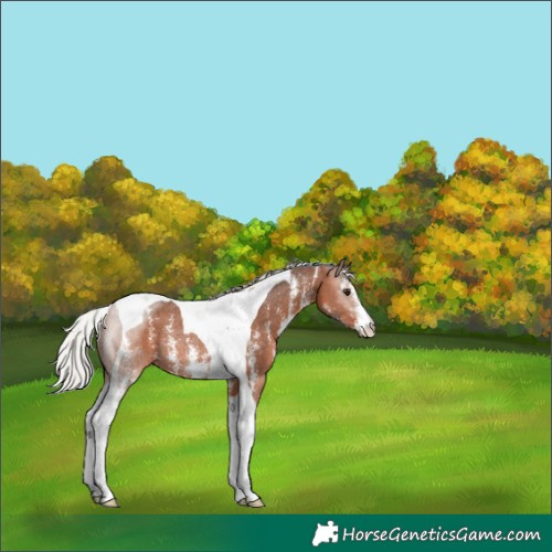 Horse Color:Silver Brown Sabino Tobiano Rabicano