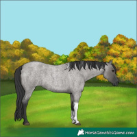 Horse Color:Grullo Roan Tobiano 