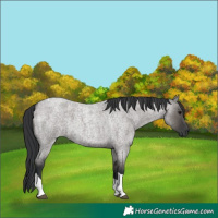 Horse Color:Grullo Roan Tobiano