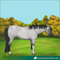 Horse Color:Grullo Roan Tobiano