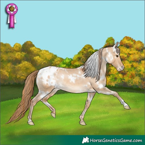 Horse Color:White Spotted Red Dun Appaloosa Rabicano 