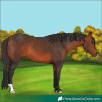 Horse Color:Bay 