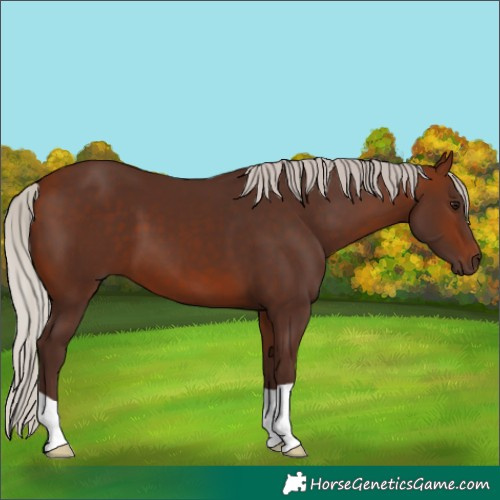 Horse Color:Silver Bay 