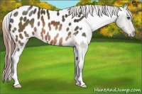 Horse Color:Buckskin Appaloosa