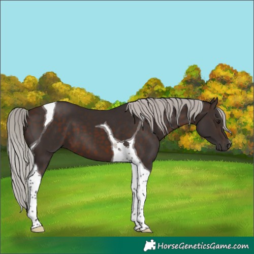 Horse Color:Silver Brown Tobiano 