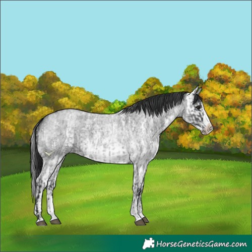 Horse Color:Blue Roan Sabino Splash and Blue Roan Sabino Splash