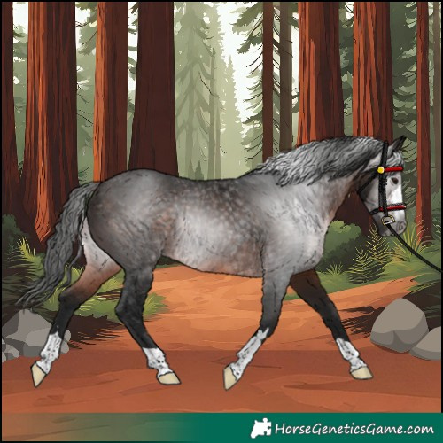 Horse Color:Gray Bay Rabicano 