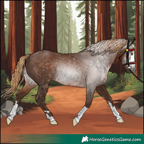 Horse Color:Gray Chestnut Rabicano 