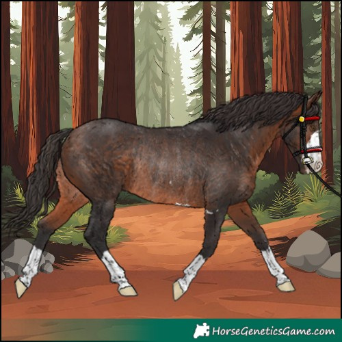 Horse Color:Bay Rabicano 
