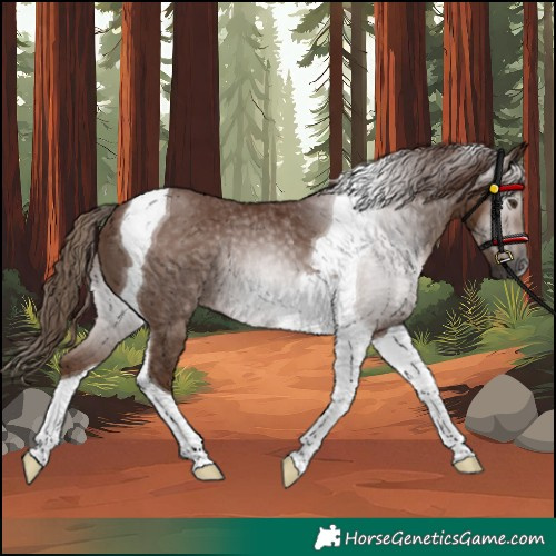 Horse Color:Gray Chestnut Tobiano Rabicano 