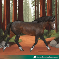 Horse Color:Gray Liver Chestnut Rabicano 