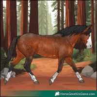 Horse Color:Bay Rabicano 