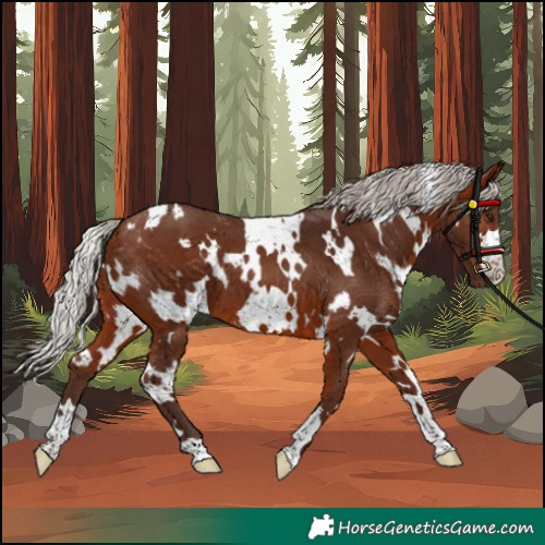 Horse Color:White Spotted Silver Brown 