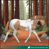 Horse Color:Chestnut Tobiano