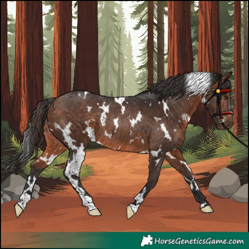 Horse Color:White Spotted Bay Rabicano 