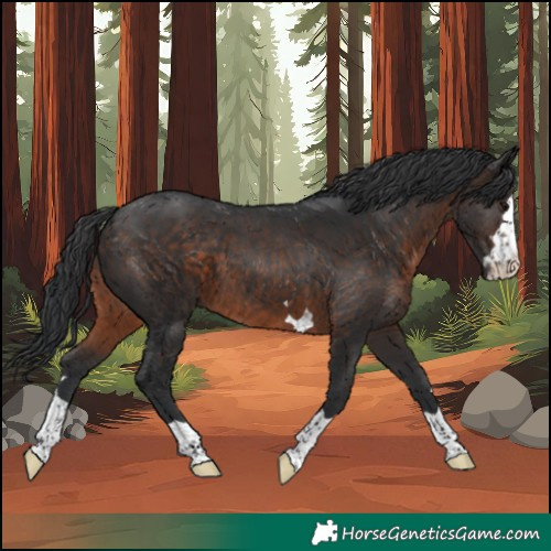 Horse Color:Brown