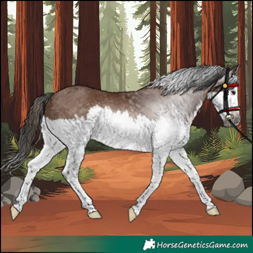 Horse Color:Gray Bay Splash Rabicano 