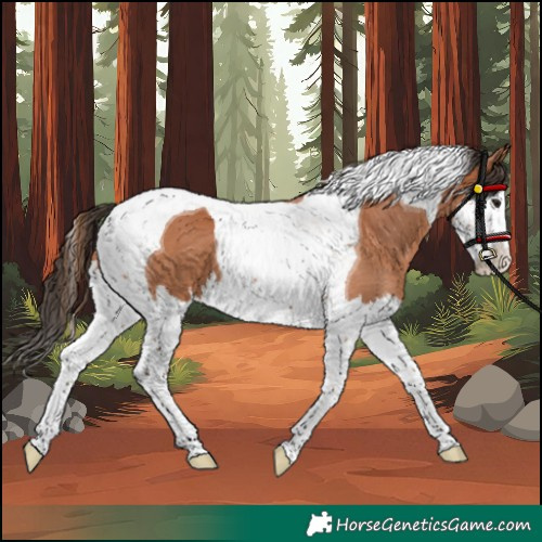 Horse Color:Bay Splash Tobiano 