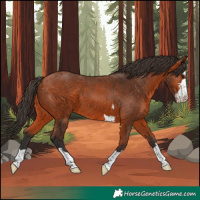 Horse Color:Bay 