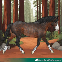 Horse Color:Brown Rabicano 