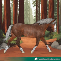 Horse Color:Silver Bay Rabicano 