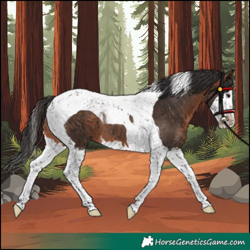 Horse Color:Bay Splash Tobiano Rabicano 