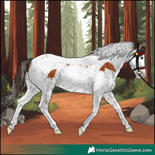Horse Color:Bay Splash Tobiano Rabicano 