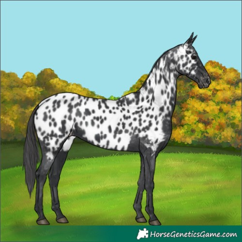 Horse Color:Black Near Leopard