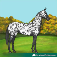 Horse Color:Black Appaloosa 