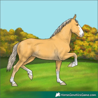 Horse Color:Palomino